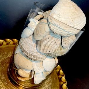 set of 50 bivalve seashells